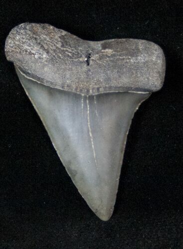 Fossil Mako Shark Tooth - SC #12621